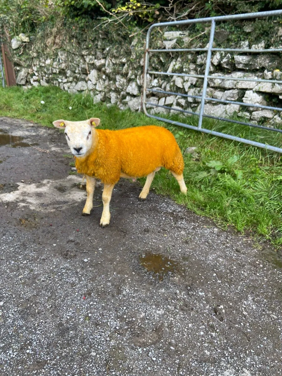 Texel Ram Lambs - Image 1
