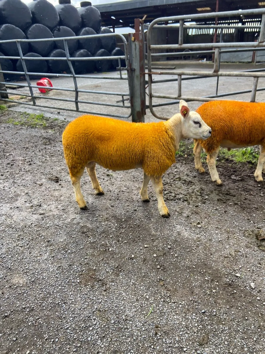 Texel Ram Lambs - Image 3