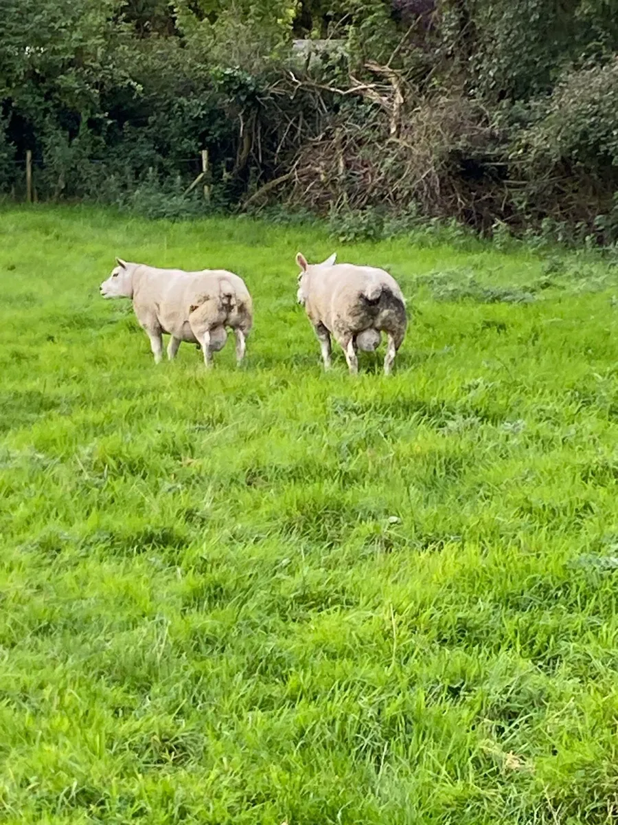 Pb Texel hogget rams - Image 3