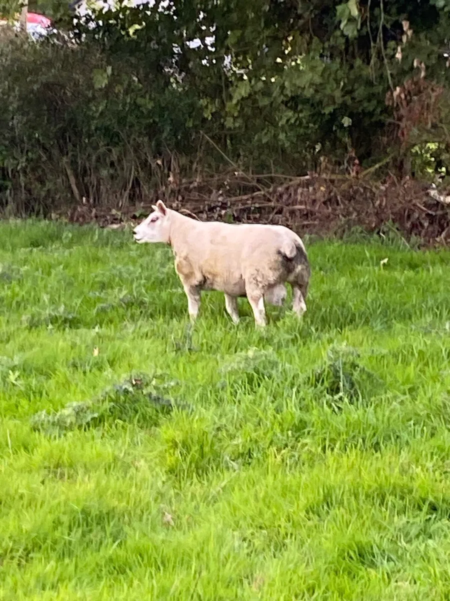 Pb Texel hogget rams - Image 4