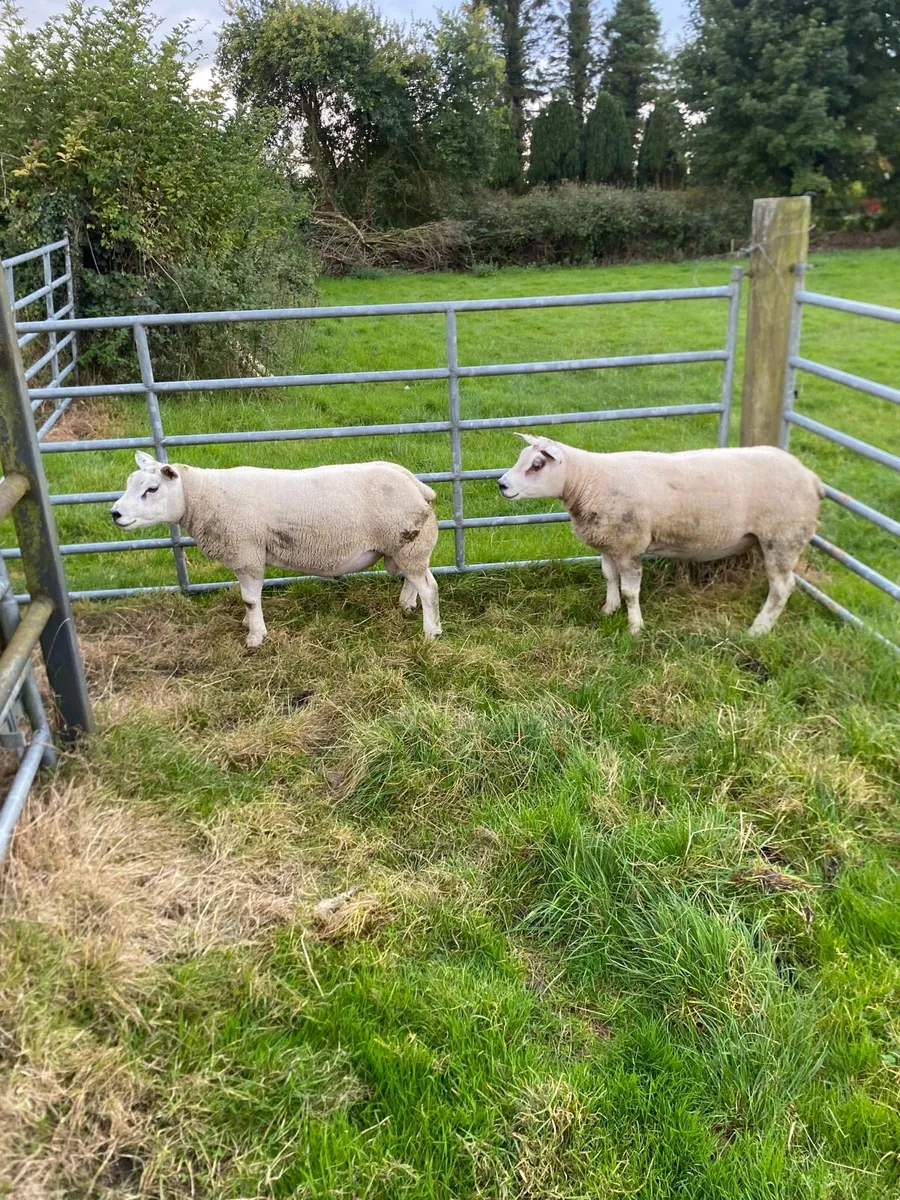 Pb Texel hogget rams - Image 1