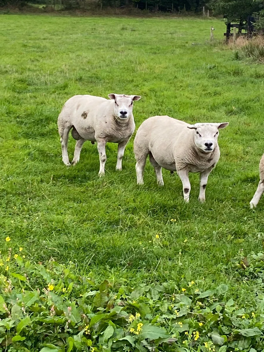 Pb Texel hogget rams - Image 2