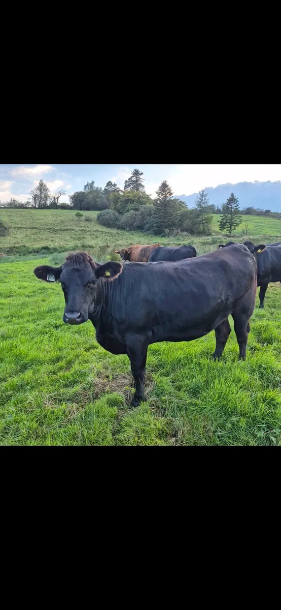AAX heifers - Image 2
