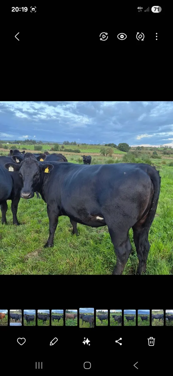 AAX heifers - Image 3