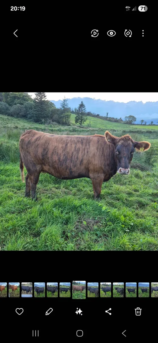 AAX heifers - Image 4