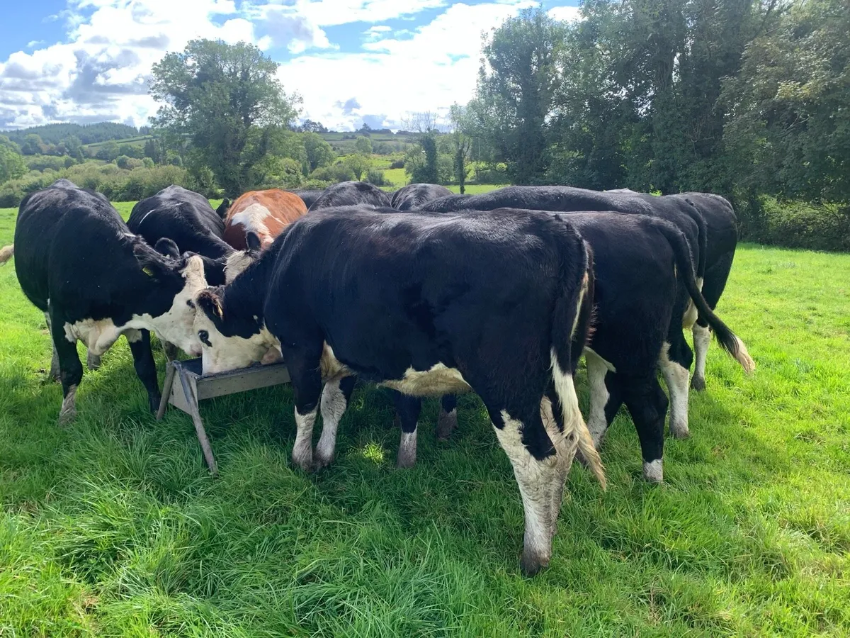 Hereford Heifers - Image 1