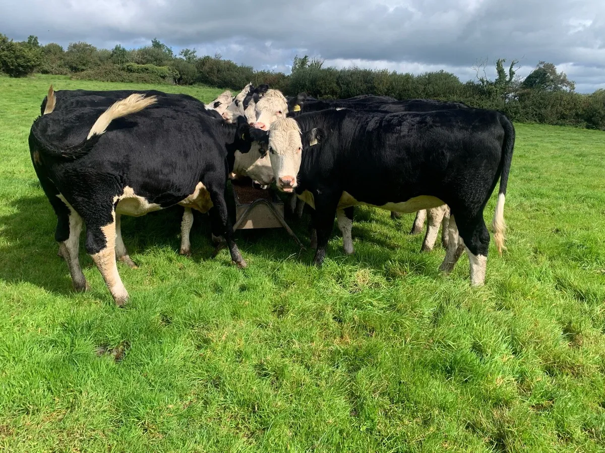 Hereford Heifers - Image 3