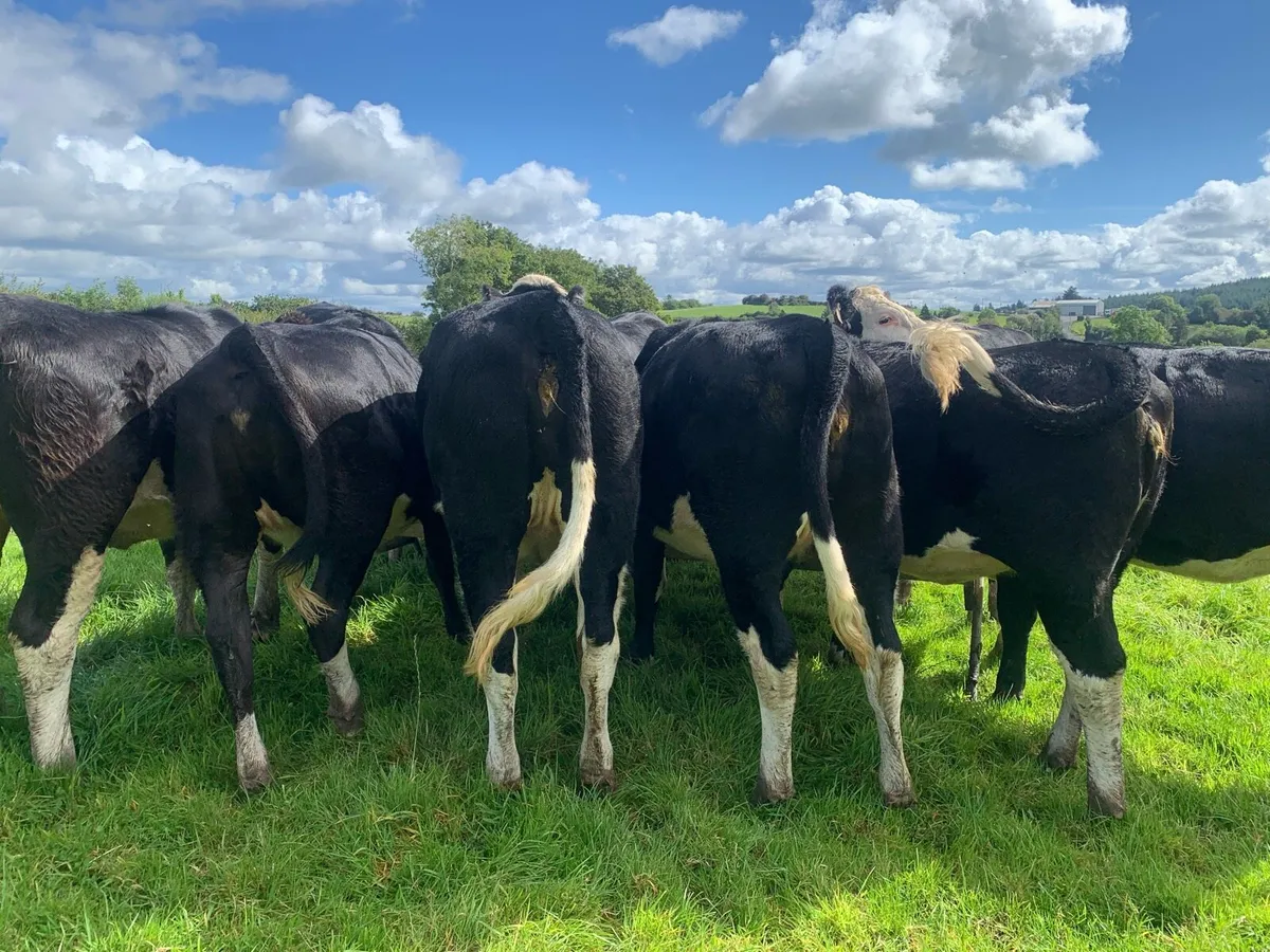Hereford Heifers - Image 4
