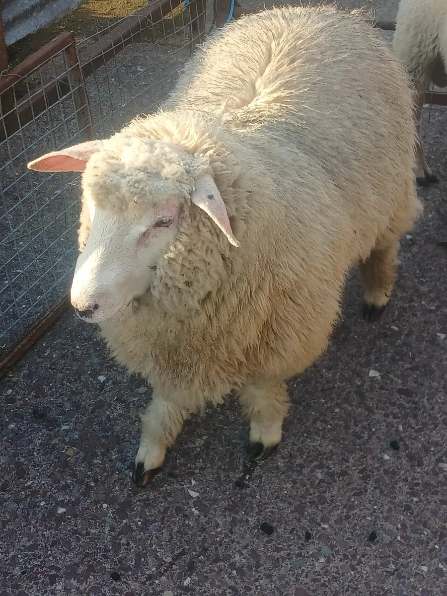 Sheep - Image 1