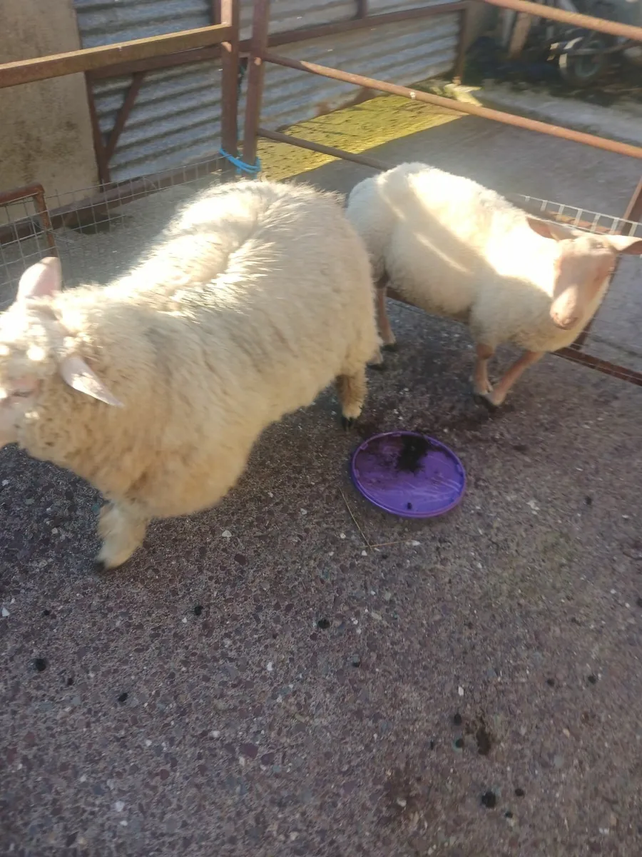 Sheep - Image 2