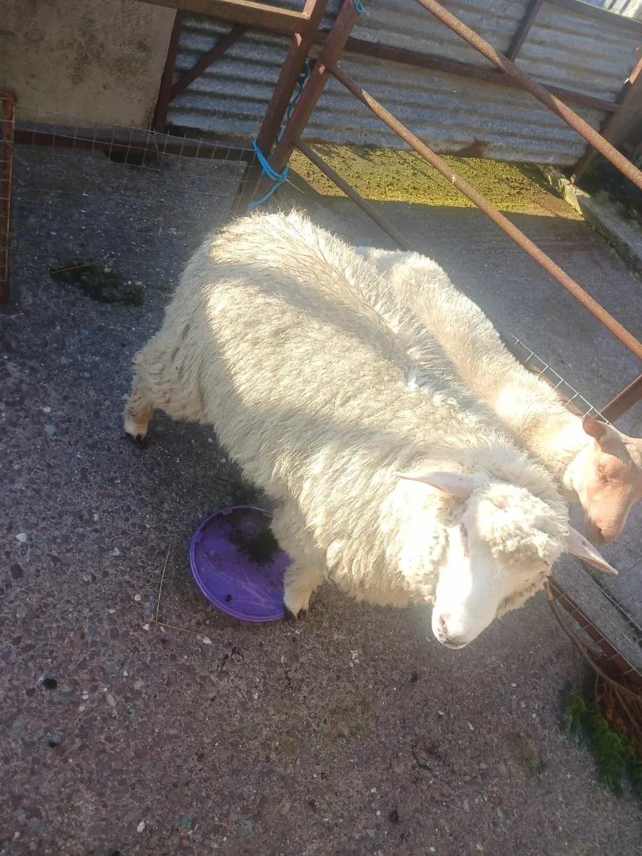 Sheep - Image 3