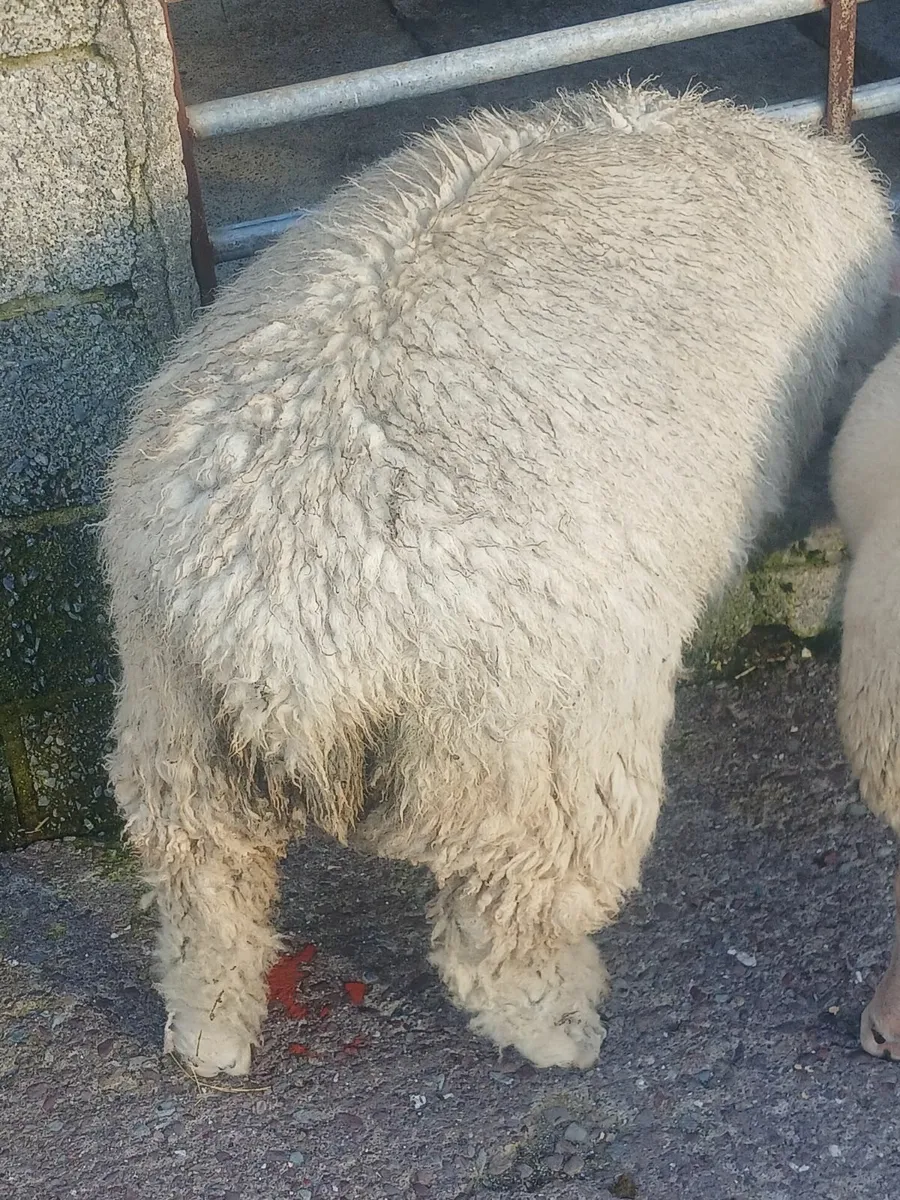 Sheep - Image 4