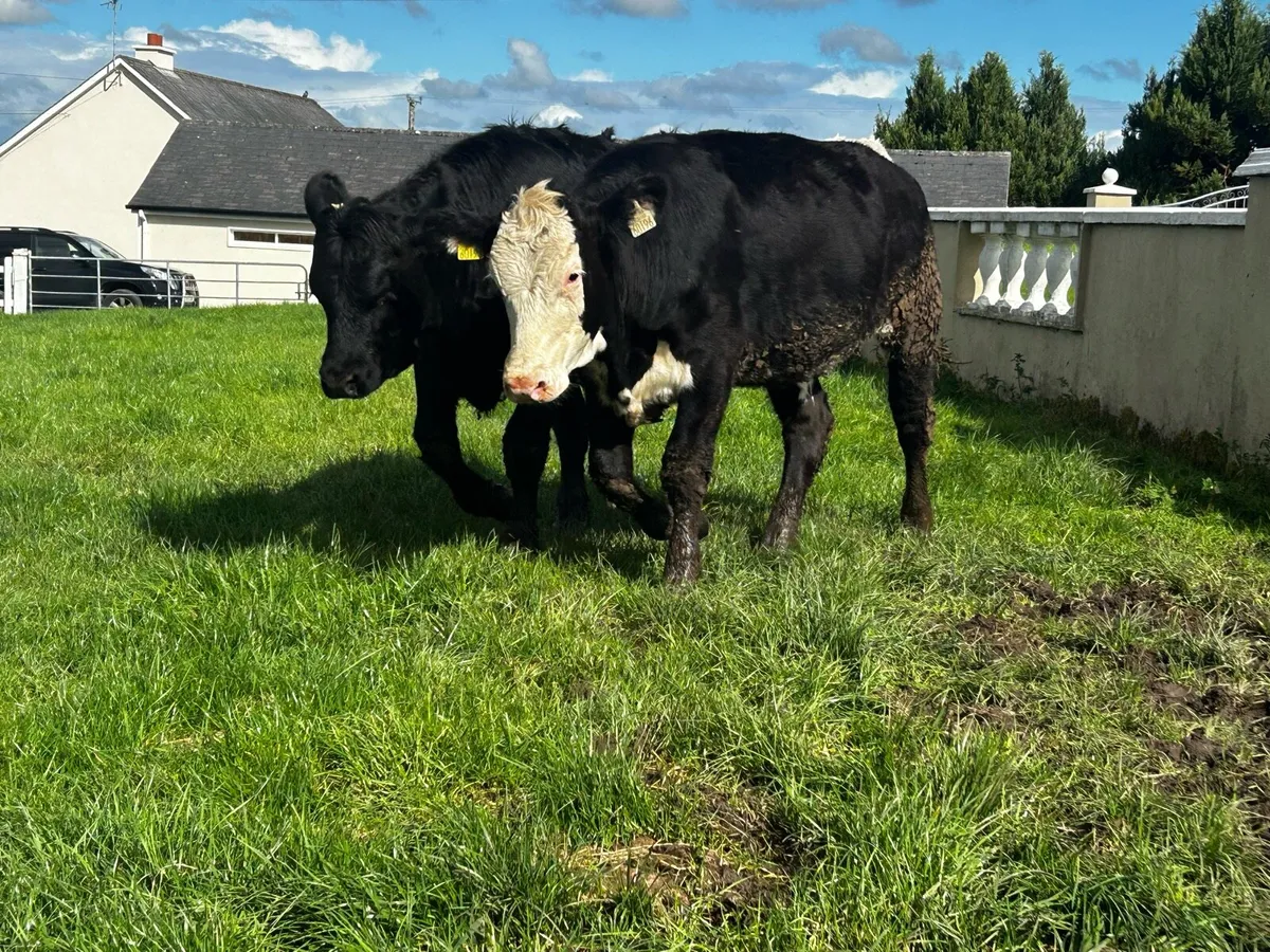 Two Saler Heifers - Image 2