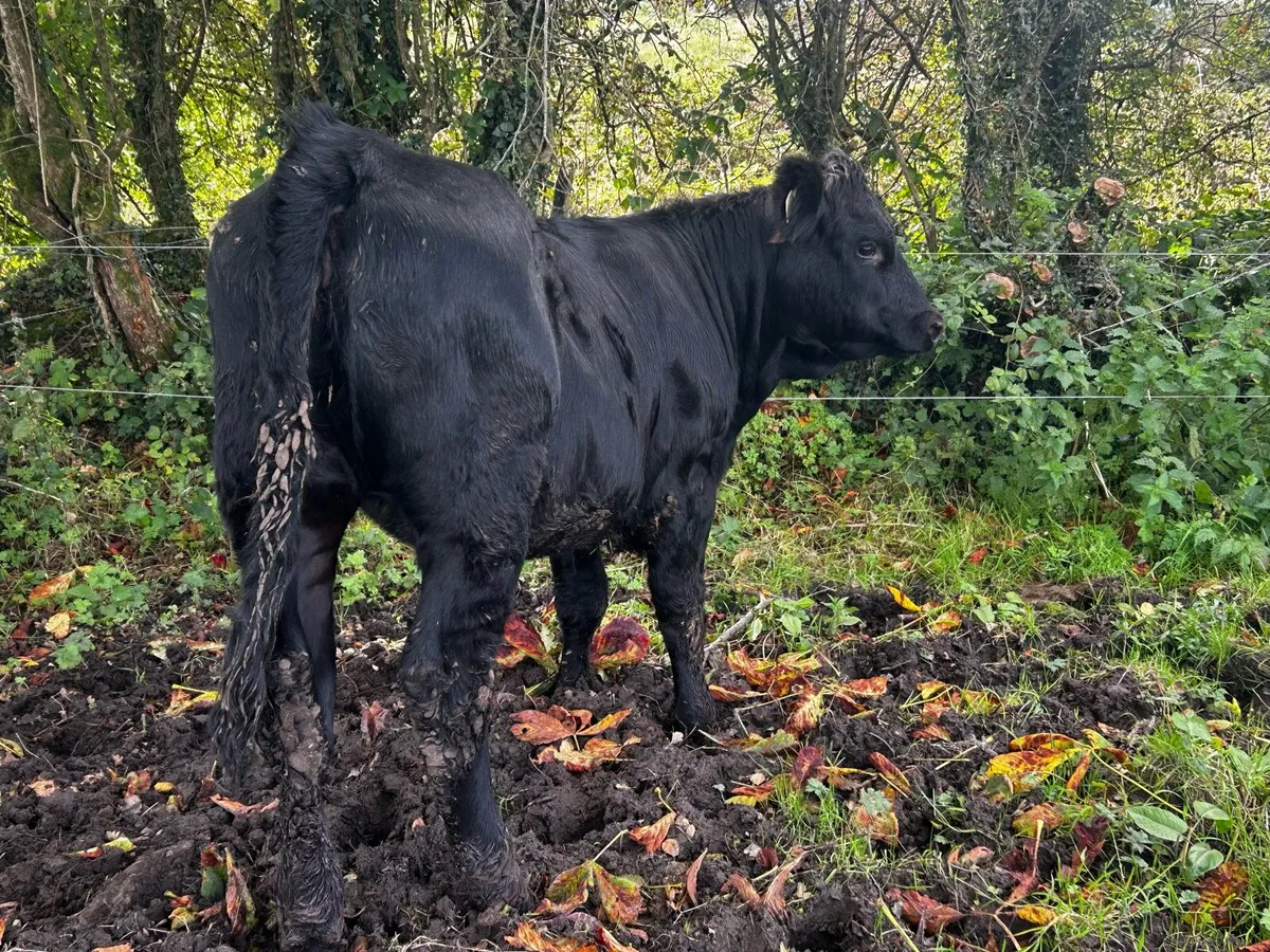 Two Saler Heifers - Image 1