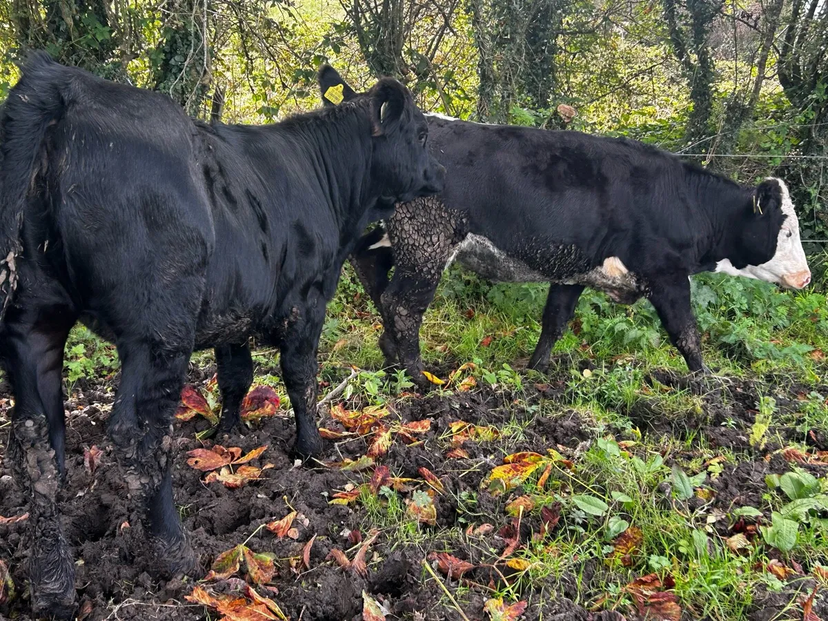 Two Saler Heifers - Image 3