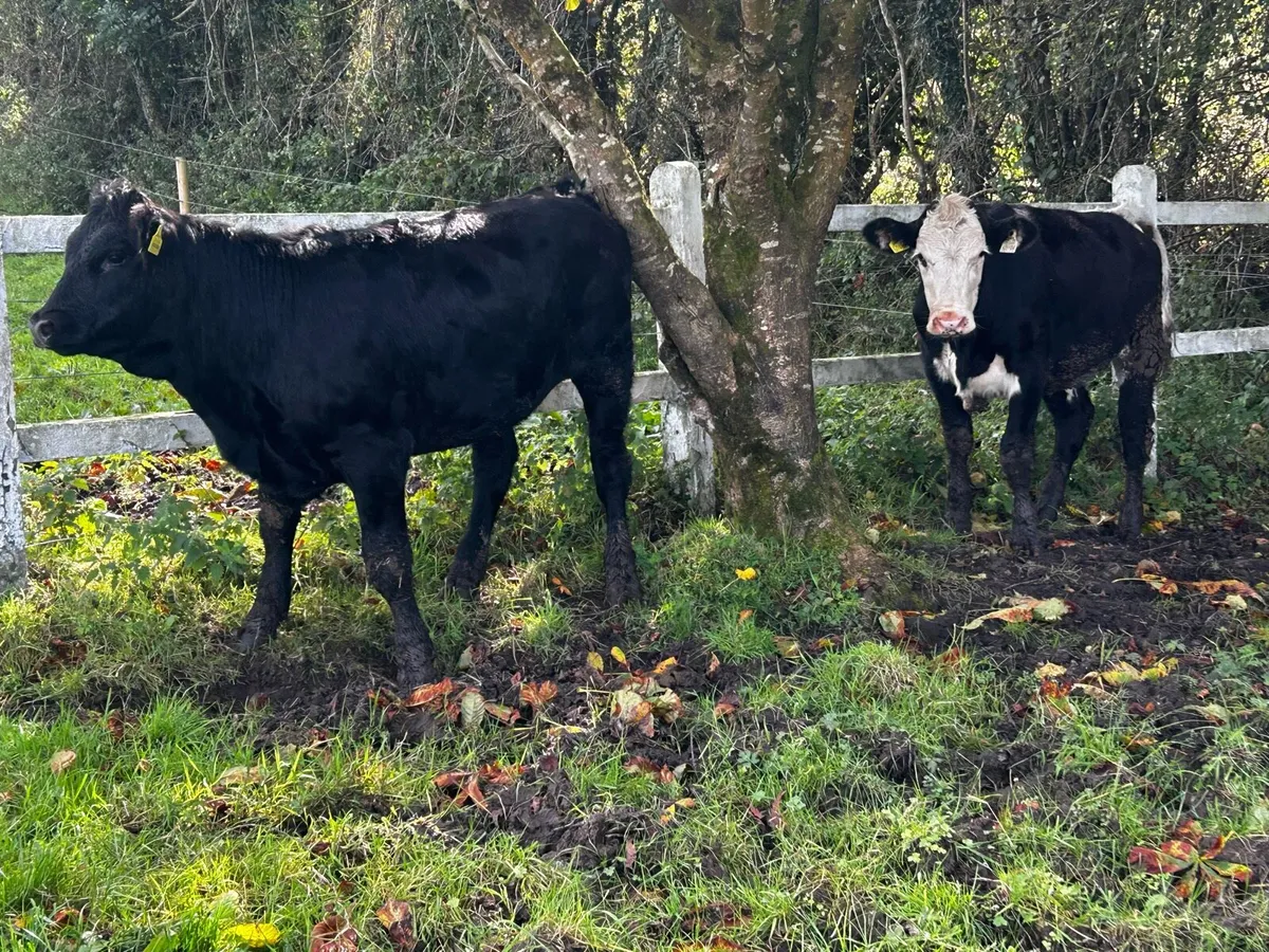 Two Saler Heifers - Image 4