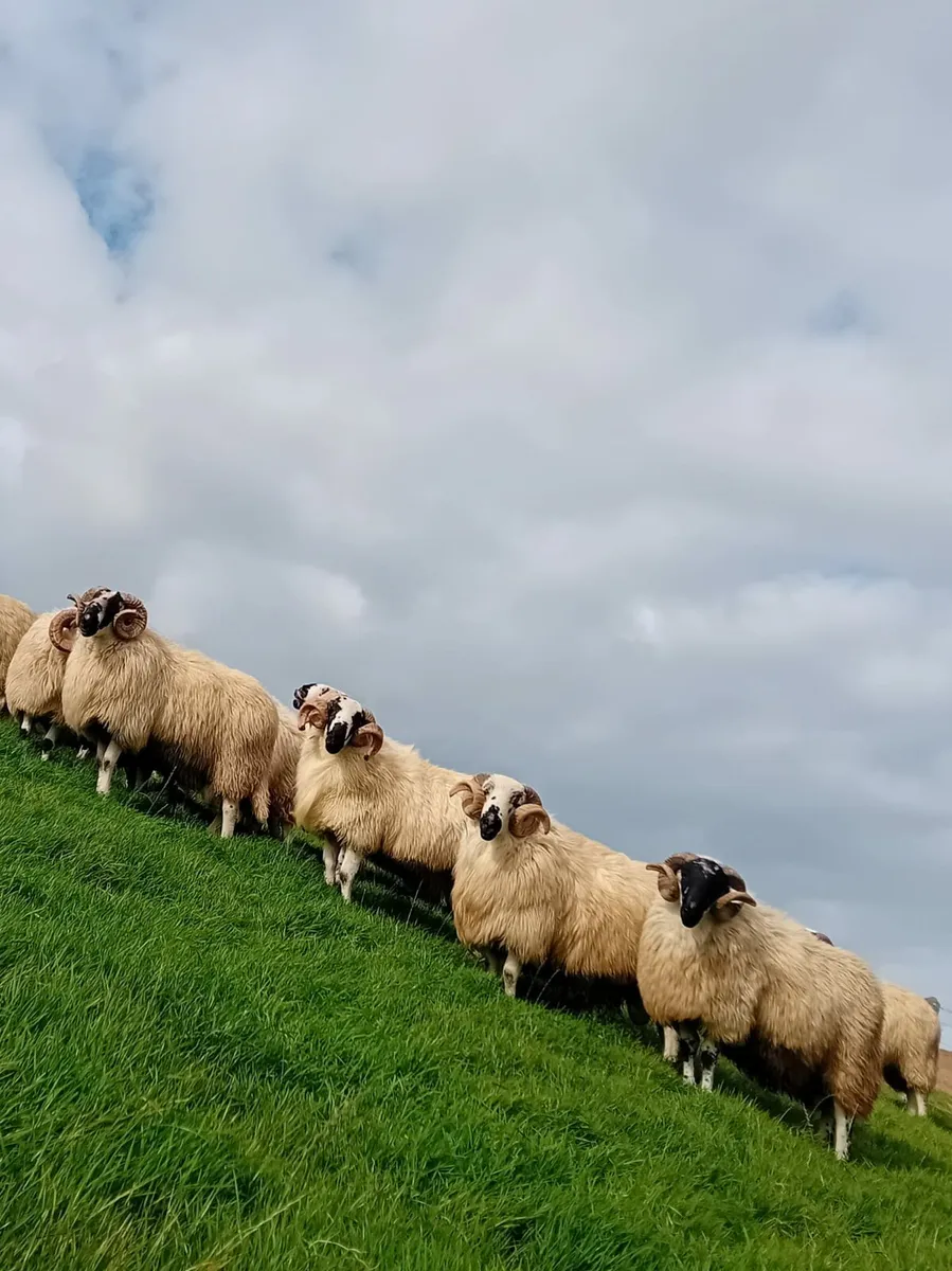 Scotch Hogget Rams - Image 2