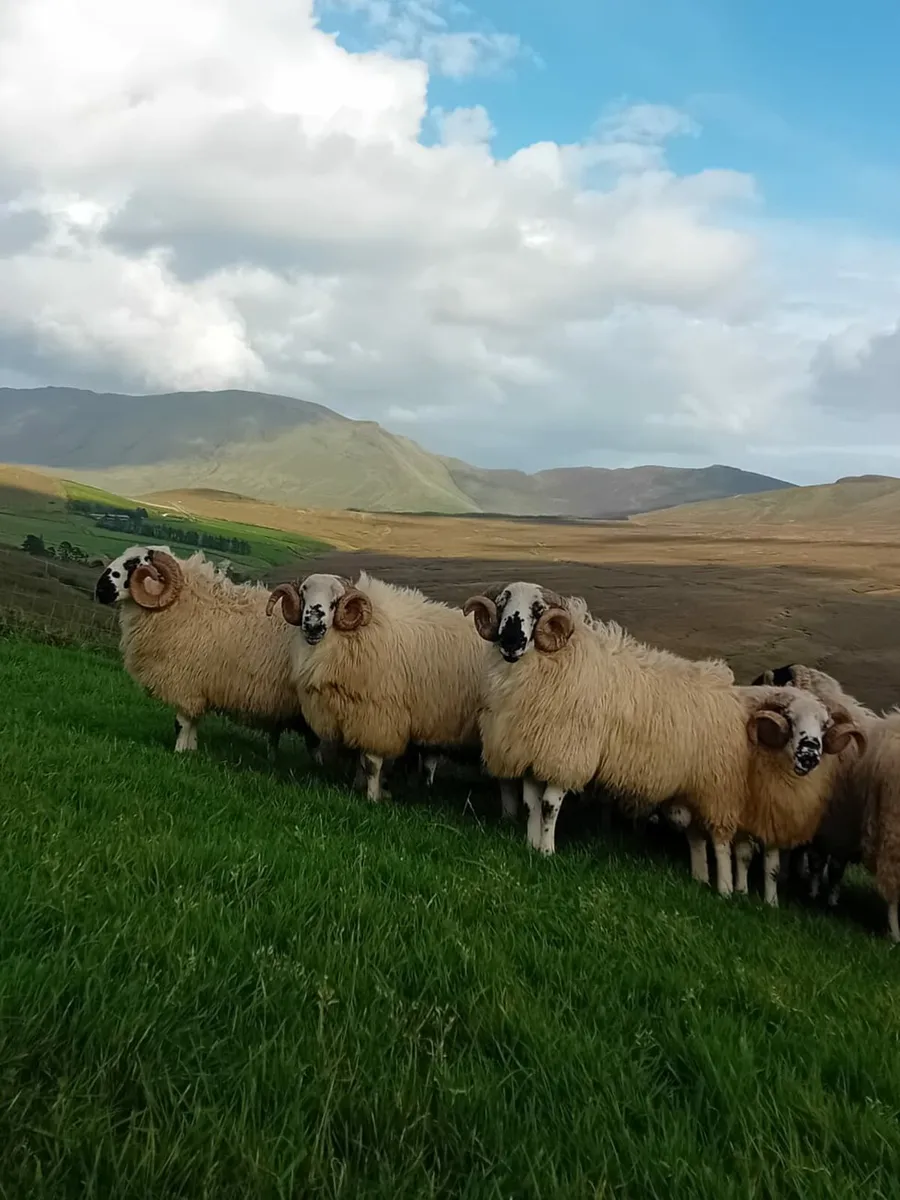 Scotch Hogget Rams - Image 3