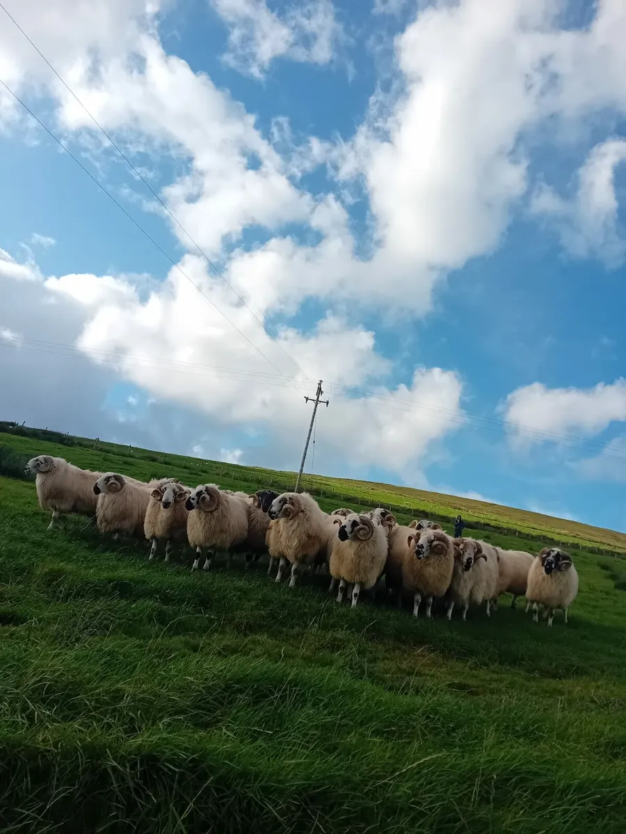 Scotch Hogget Rams - Image 4