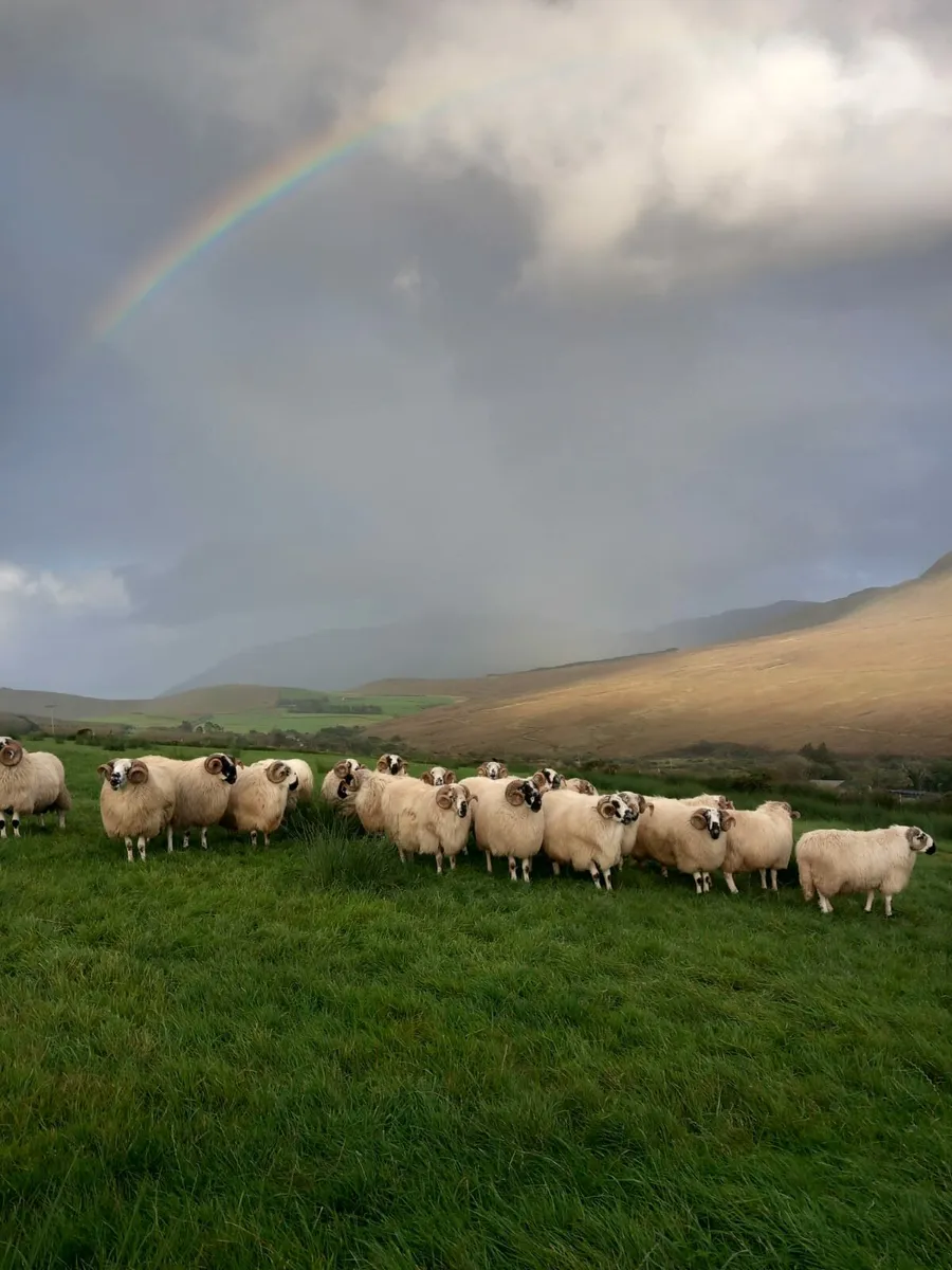 Scotch Hogget Rams - Image 1
