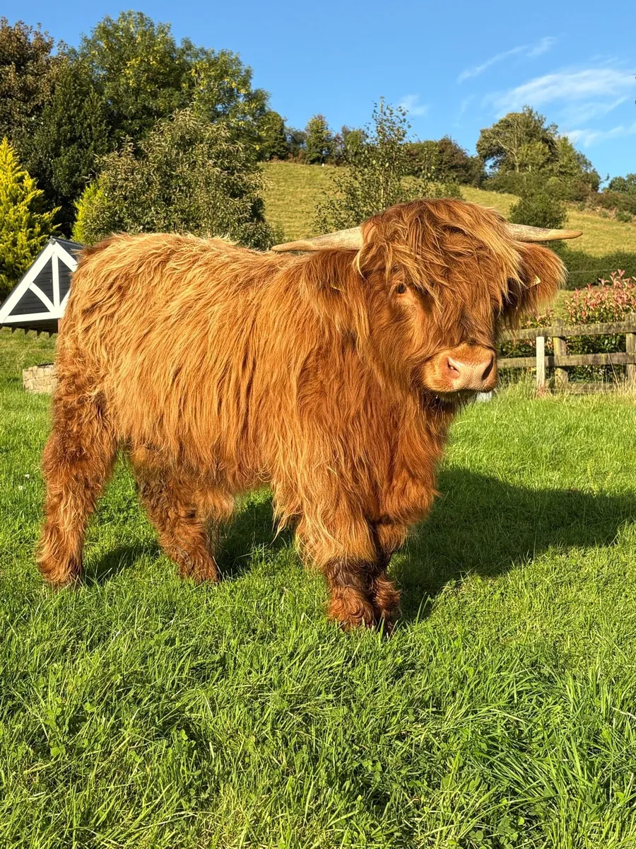 Pure bred Scottish highland bull - Image 1