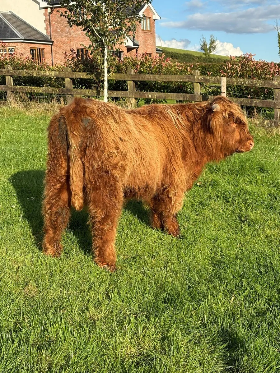 Pure bred Scottish highland bull - Image 2