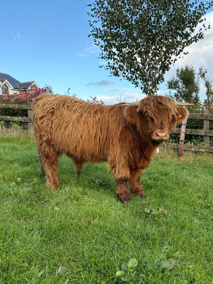 Pure bred Scottish highland bull - Image 3