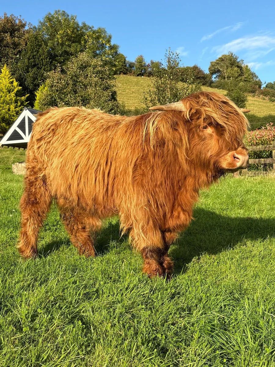 Pure bred Scottish highland bull - Image 4