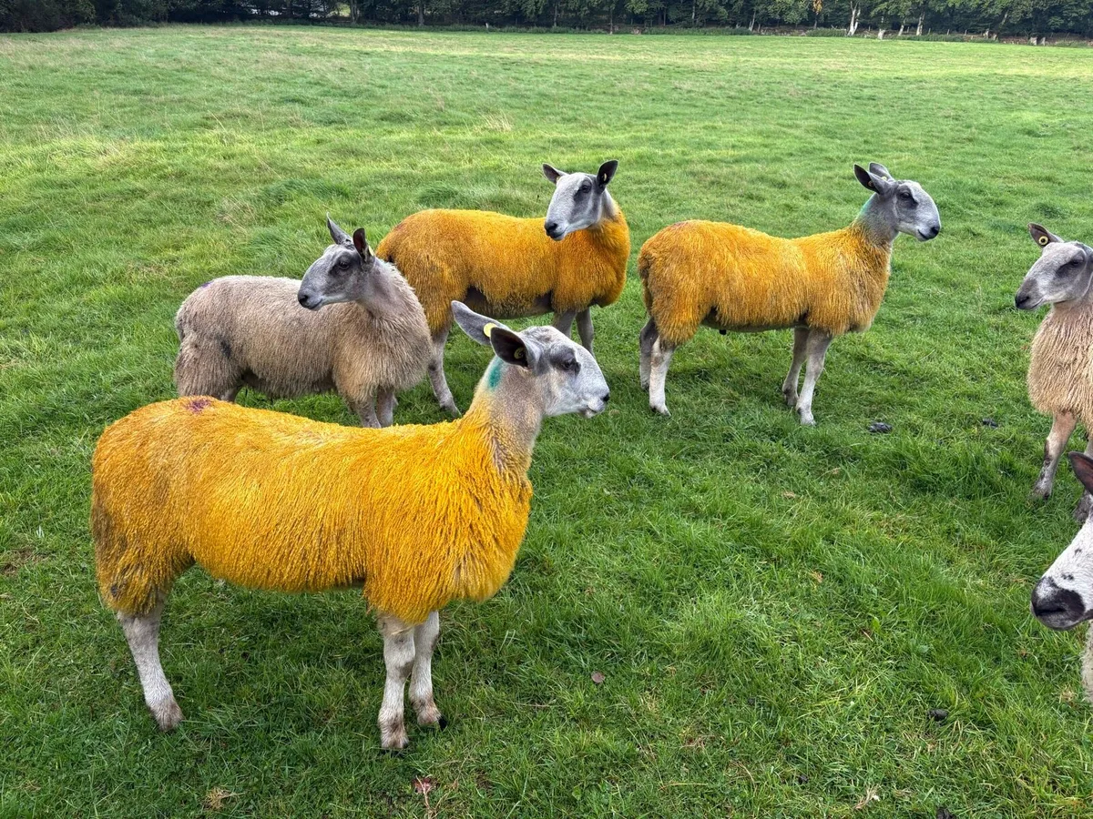 Blue Leicester Pedigree Rams for Sale - Image 3