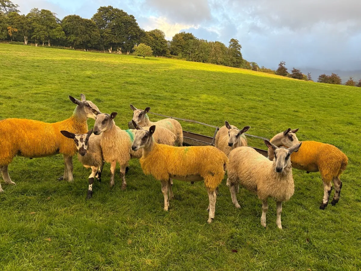 Blue Leicester Pedigree Rams for Sale - Image 4