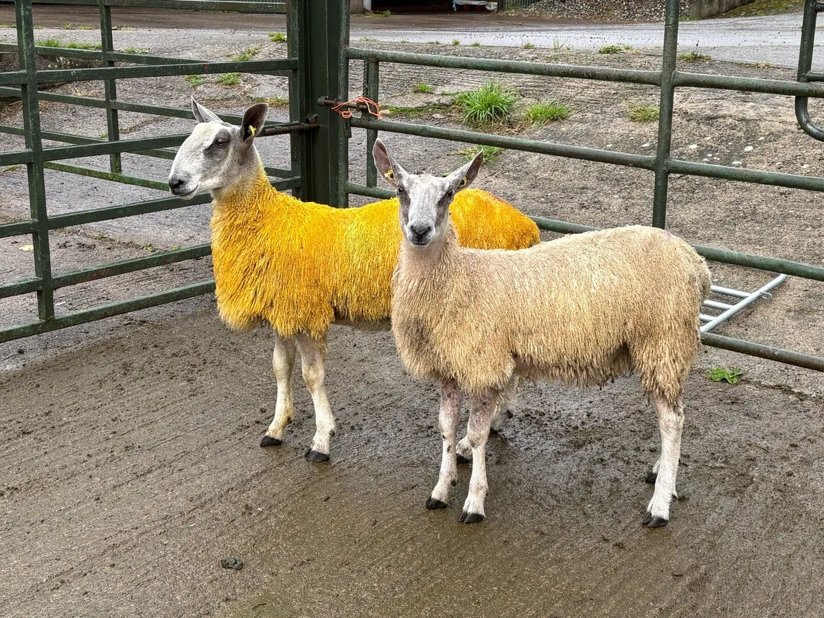 Blue Leicester Pedigree Rams for Sale - Image 1