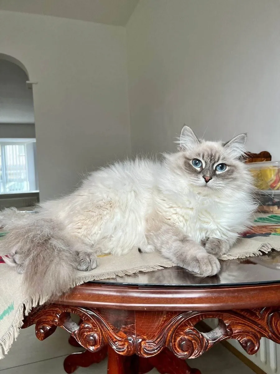 Neva Masquerade Siberian Cat - Image 1