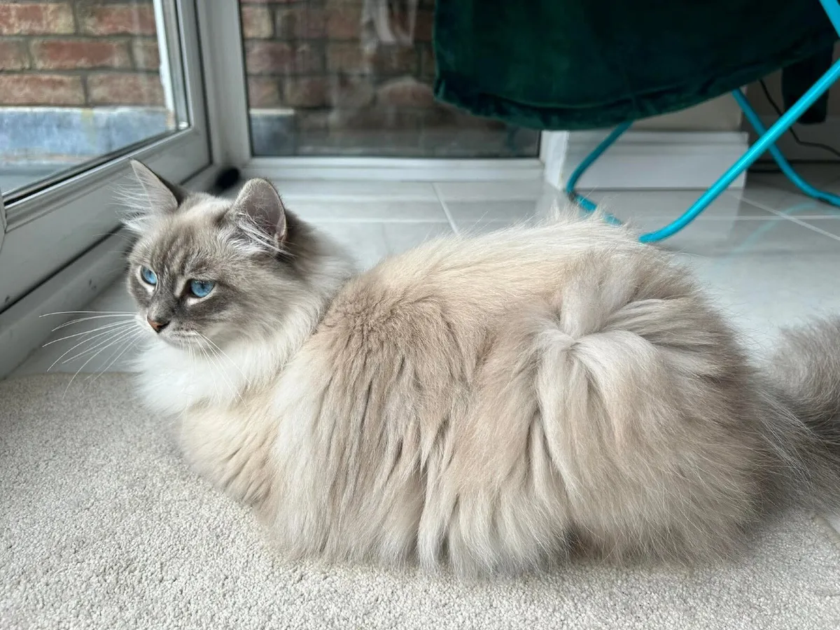 Neva Masquerade Siberian Cat - Image 2