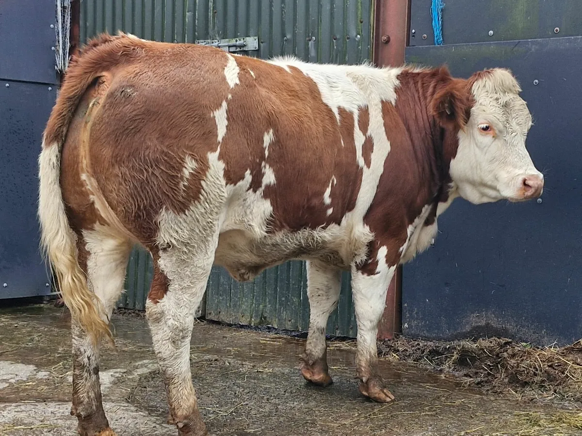 FATSTOCK  SHOW AND SALE - Image 1