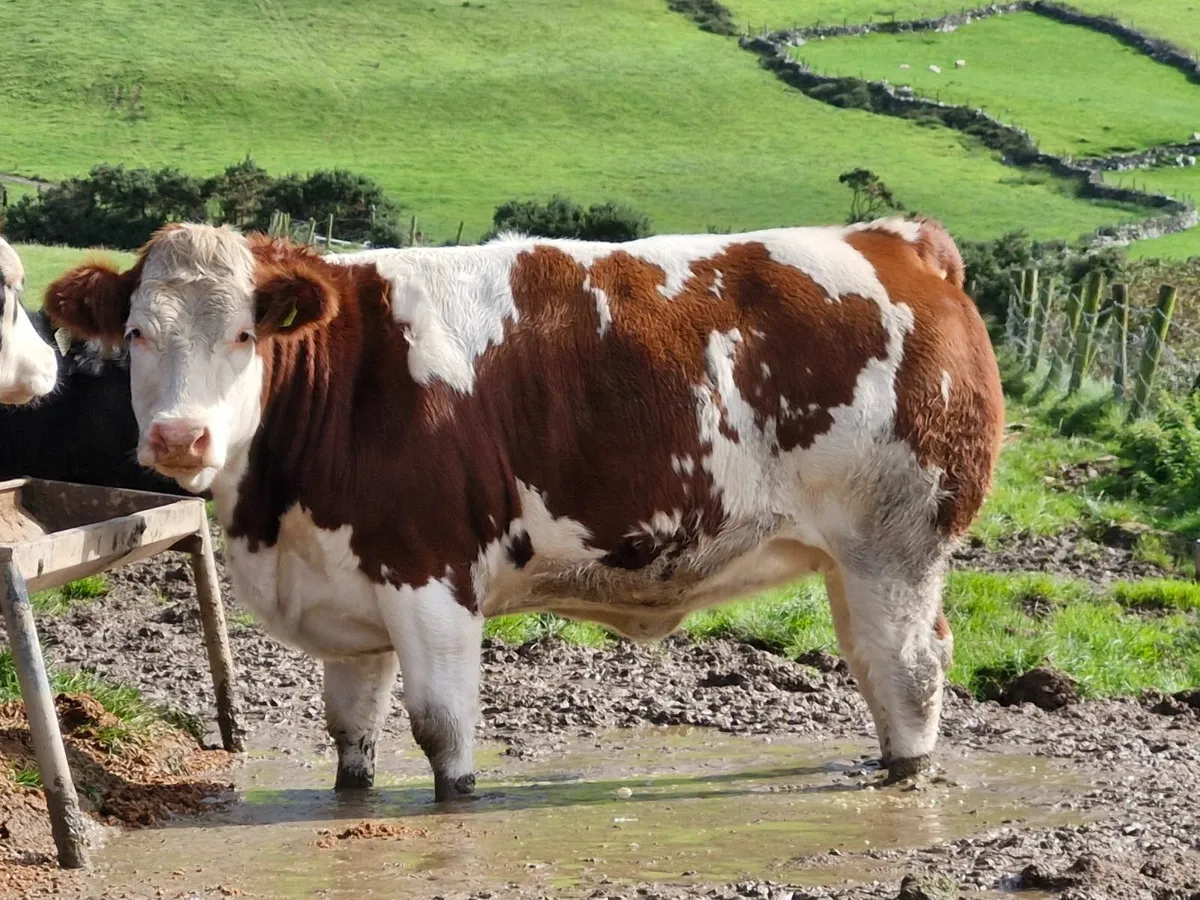 FATSTOCK  SHOW AND SALE - Image 2