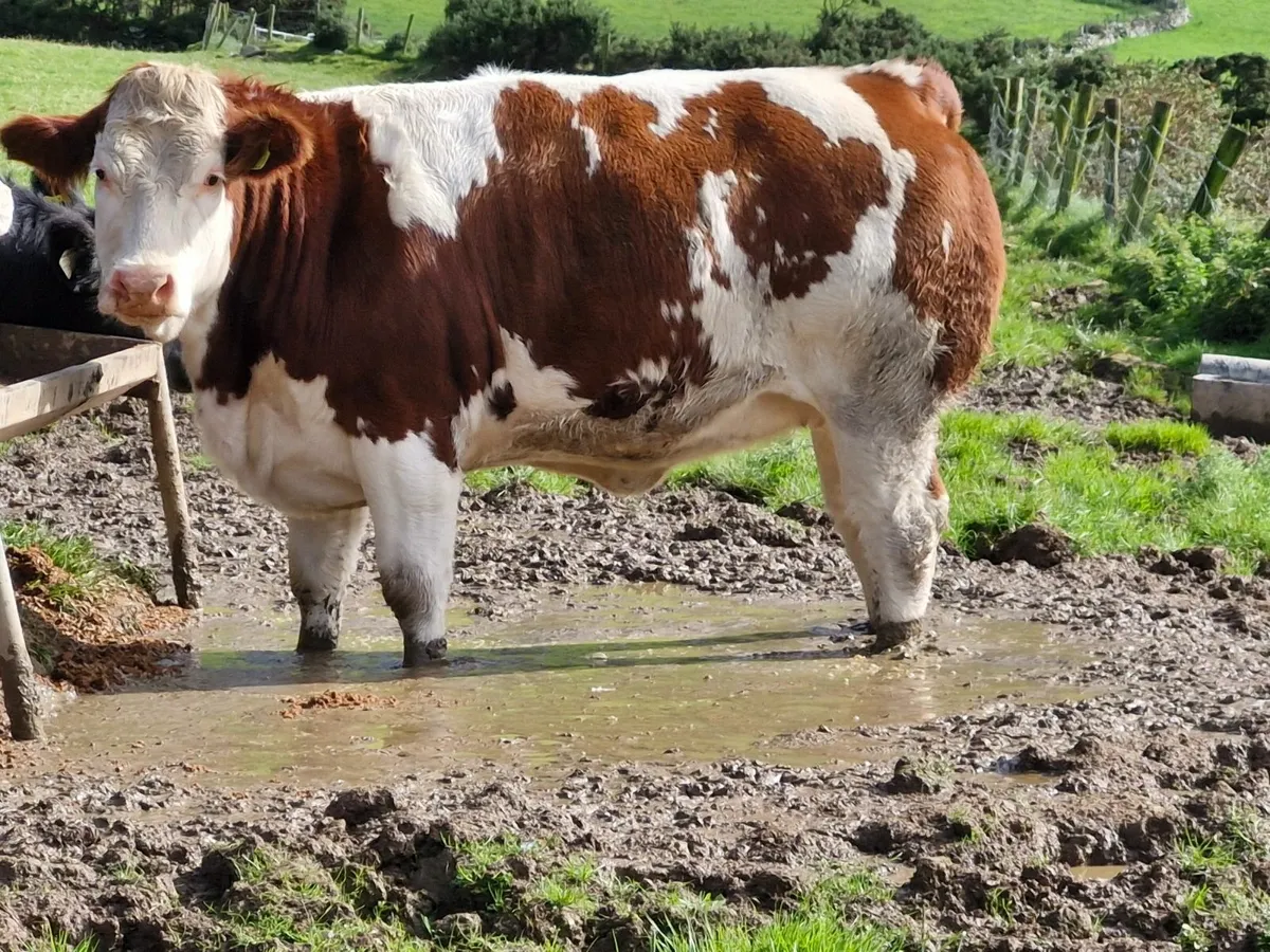 FATSTOCK  SHOW AND SALE - Image 3