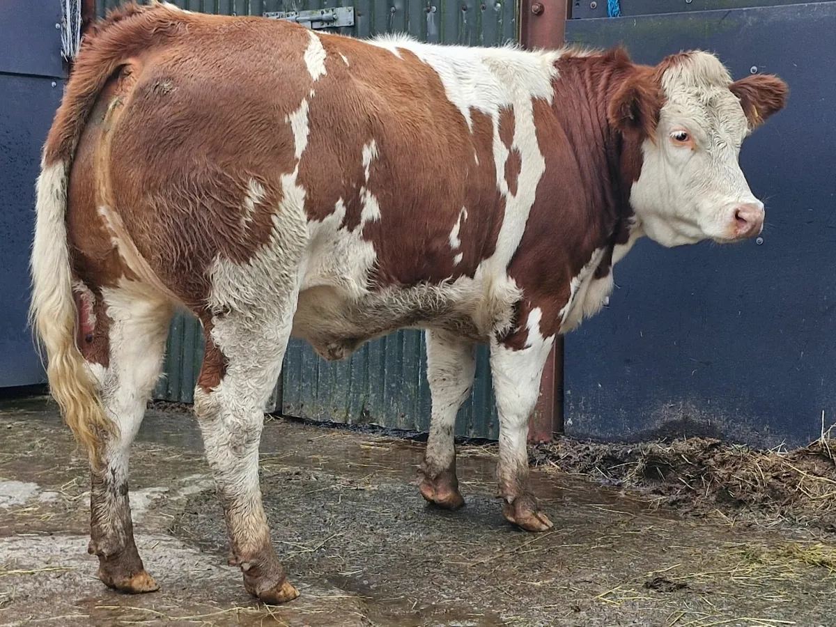 FATSTOCK  SHOW AND SALE - Image 4