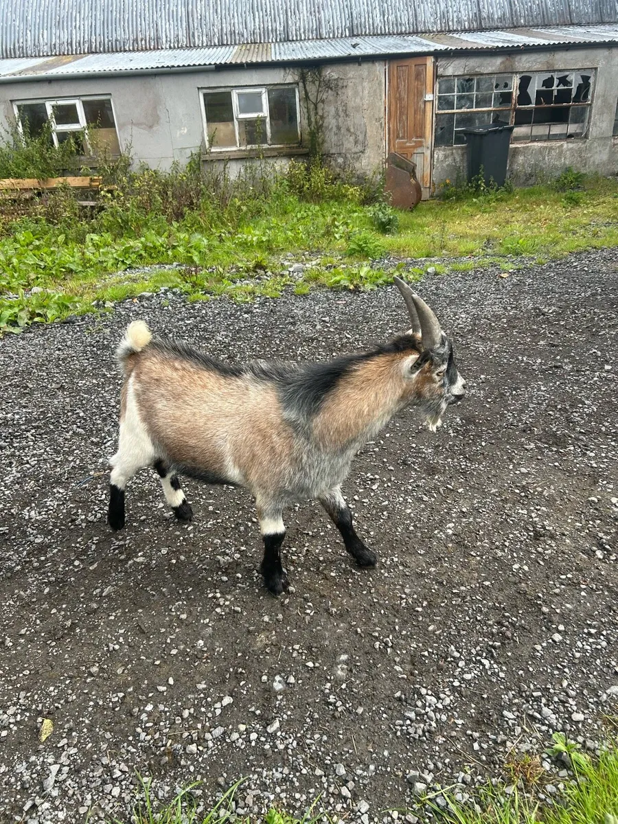 Pygmy goats - Image 1