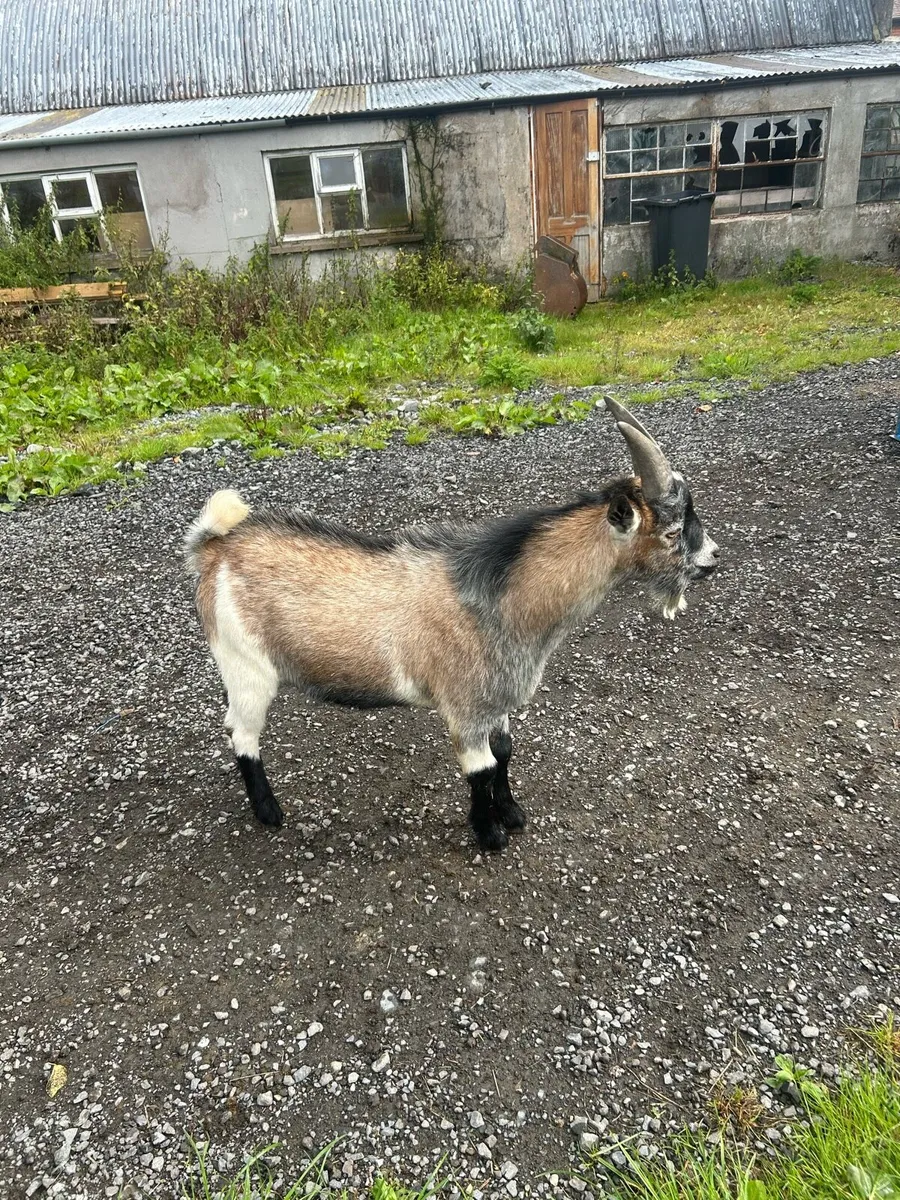 Pygmy goats - Image 2