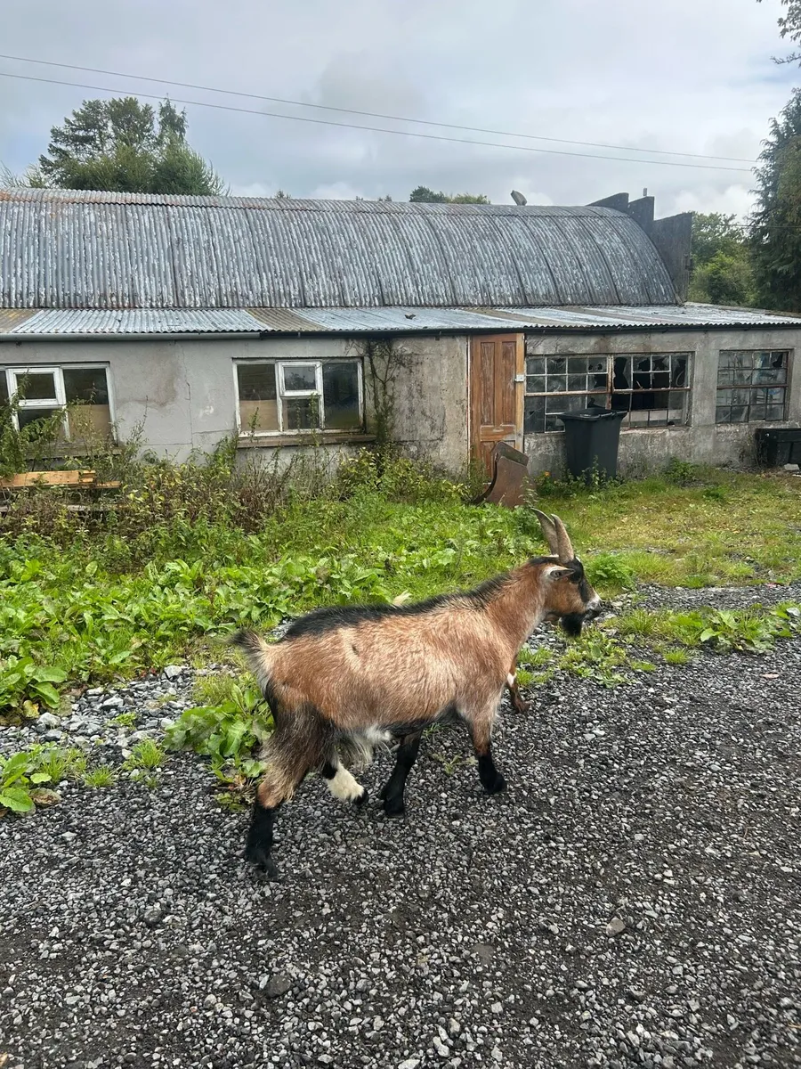 Pygmy goats - Image 3