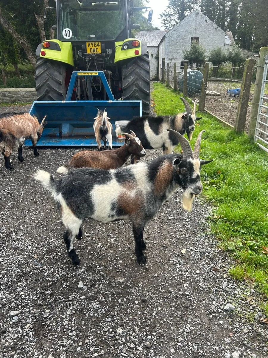 Pygmy goats - Image 4