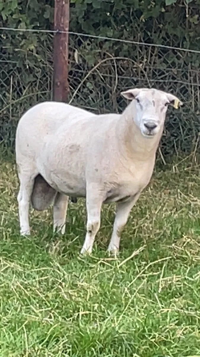 Pure bred easy care ram - Image 2
