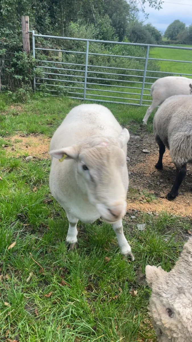 Pure bred easy care ram - Image 3