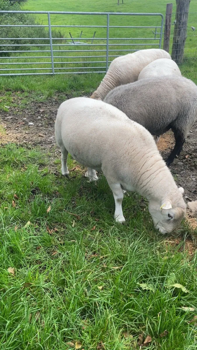 Pure bred easy care ram - Image 4