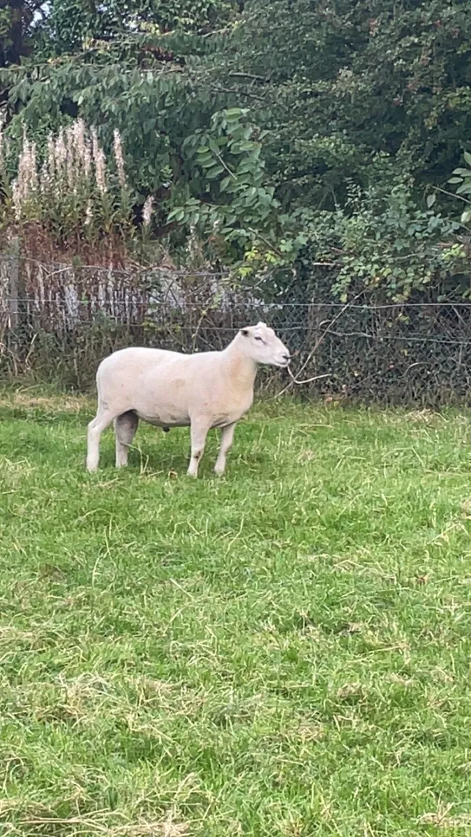 Pure bred easy care ram - Image 1