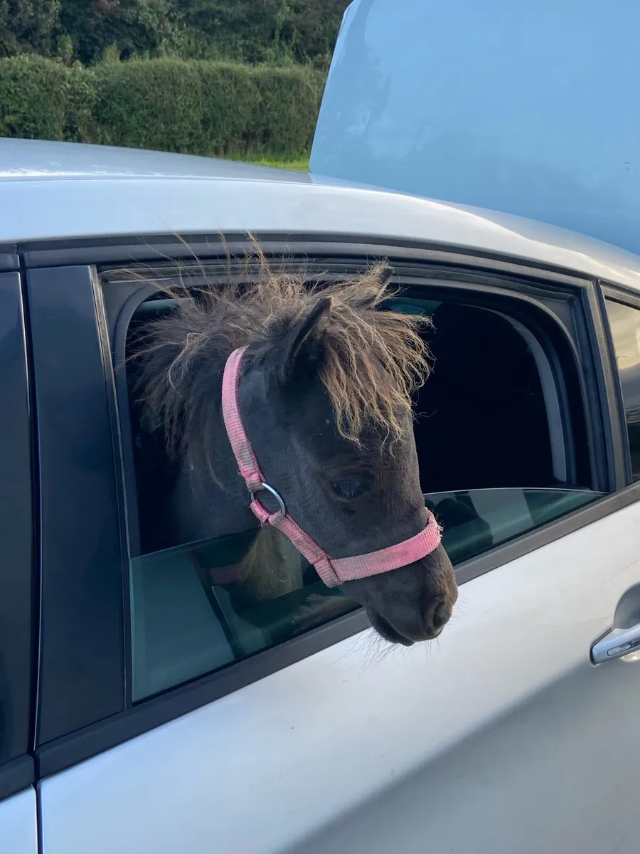TINY MINIATURE THERAPY PONY €1250 - Image 1