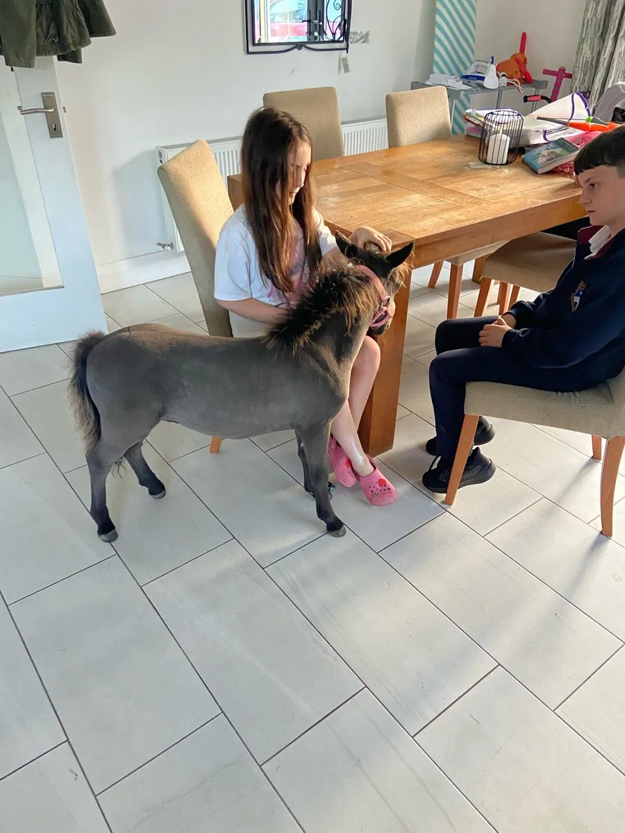 TINY MINIATURE THERAPY PONY €1250 - Image 3