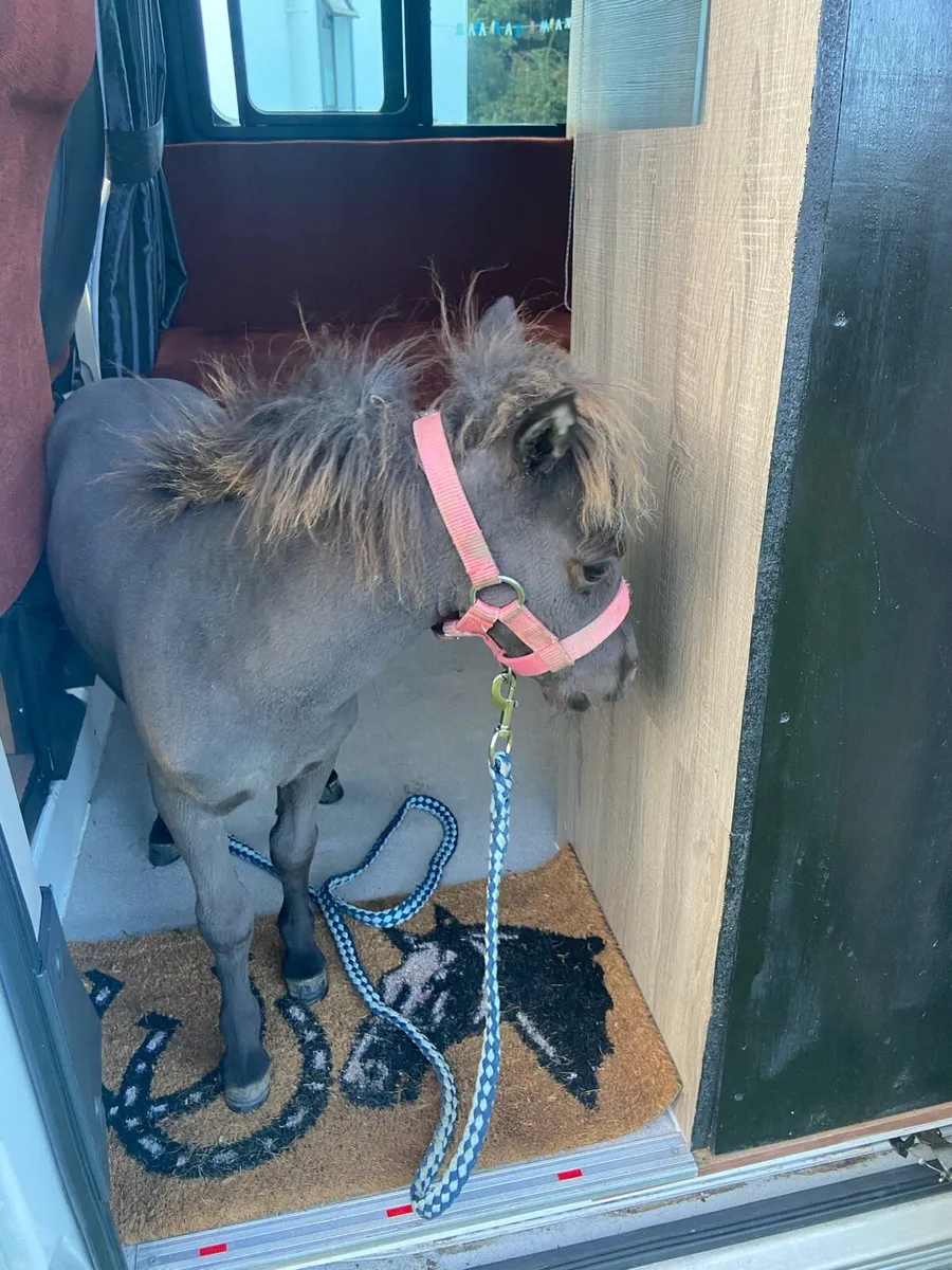 TINY MINIATURE THERAPY PONY €1250 - Image 4