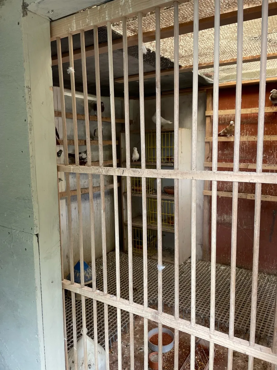 Pigeon loft fully equipped - Image 3