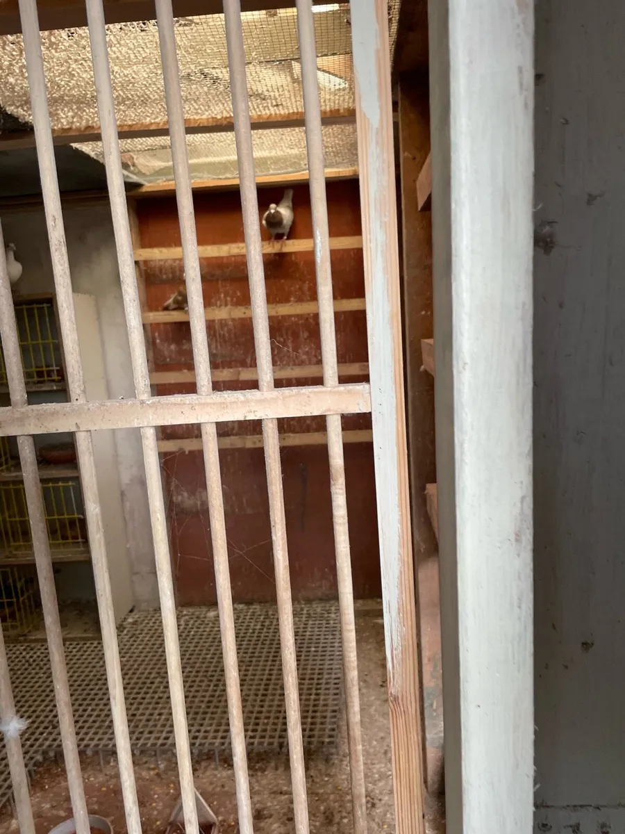 Pigeon loft fully equipped - Image 4